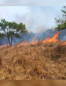 Incêndios florestais deixam lastro de destruição em cinco pontos de Pará de Minas
