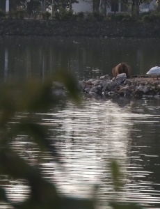 Secretarias de Saúde e Meio Ambiente fiscalizam a situação da febre maculosa em Pará de Minas