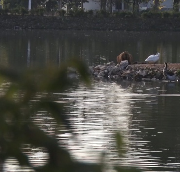 Secretarias de Saúde e Meio Ambiente fiscalizam a situação da febre maculosa em Pará de Minas