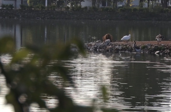 Secretarias de Saúde e Meio Ambiente fiscalizam a situação da febre maculosa em Pará de Minas
