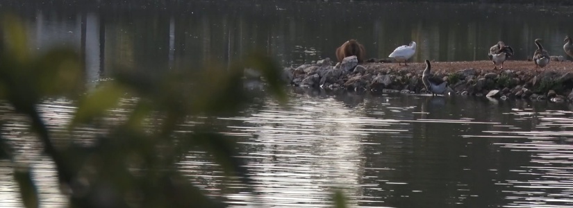 Secretarias de Saúde e Meio Ambiente fiscalizam a situação da febre maculosa em Pará de Minas