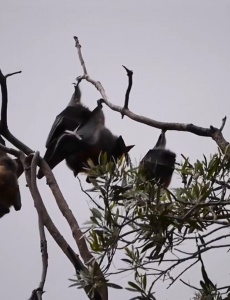 Saiba como está o controle da raiva animal transmitida por morcegos na região de Pará de Minas