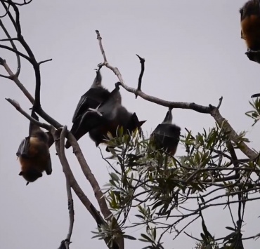Saiba como está o controle da raiva animal transmitida por morcegos na região de Pará de Minas
