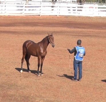 Exposição de cavalos da raça Campolina reúne mais centenas de animais de diversos lugares do Brasil