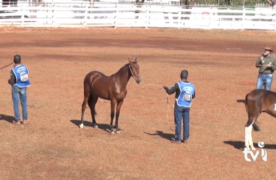 Exposição de cavalos da raça Campolina reúne mais centenas de animais de diversos lugares do Brasil