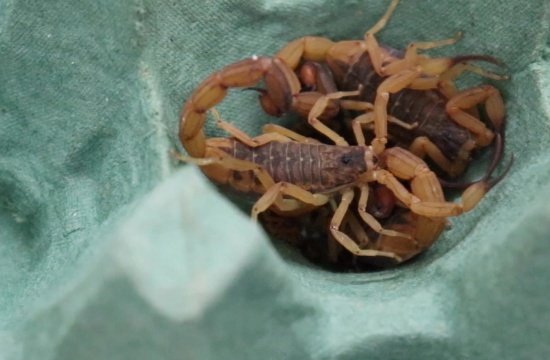 CCZ emite alerta para o surgimento de escorpiões na área urbana de Pará de Minas