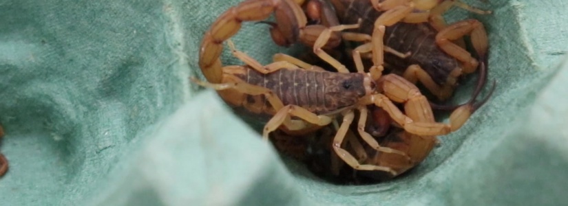 CCZ emite alerta para o surgimento de escorpiões na área urbana de Pará de Minas