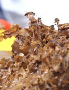 Curso sobre a importância das abelhas é promovido em Pará de Minas
