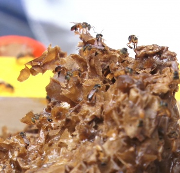 Curso sobre a importância das abelhas é promovido em Pará de Minas