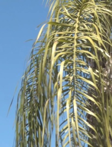 Defesa Civil alerta para riscos da baixa umidade do ar