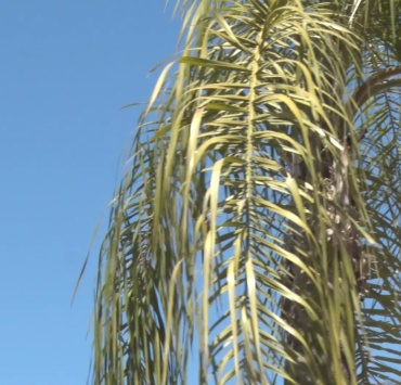 Defesa Civil alerta para riscos da baixa umidade do ar