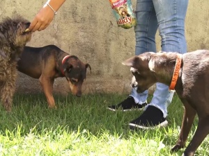 Vereadora Camila Mão Amiga reclama de punição feita pela Prefeitura a quem alimenta animais de rua em Pará de Minas