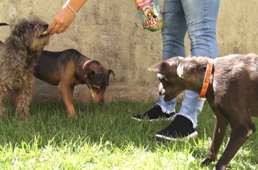 Vereadora Camila Mão Amiga reclama de punição feita pela Prefeitura a quem alimenta animais de rua em Pará de Minas