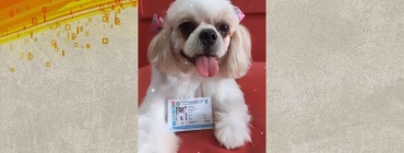 Saiba como emitir a carteira de identidade PET, nova iniciativa do Governo Federal