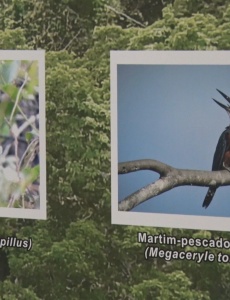 Exposição “As aves de Pará de Minas” já está aberta ao público na sede do poder legislativo