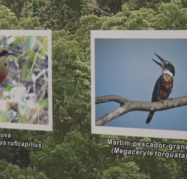 Exposição “As aves de Pará de Minas” já está aberta ao público na sede do poder legislativo
