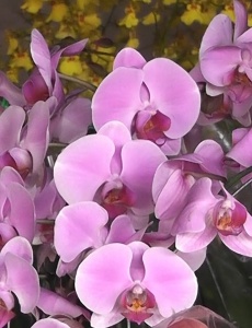Mostra de orquídeas começa nesta quinta e se estende até domingo no Fabrika Mall