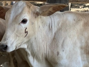 Produtores têm até 30 de junho para vacinar bezerros contra brucelose e atualizar rebanhos em Minas