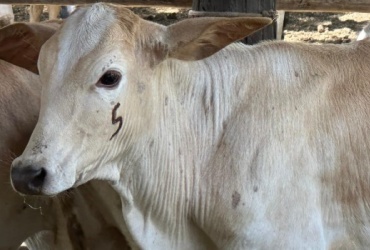 Produtores têm até 30 de junho para vacinar bezerros contra brucelose e atualizar rebanhos em Minas