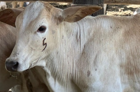 Produtores têm até 30 de junho para vacinar bezerros contra brucelose e atualizar rebanhos em Minas