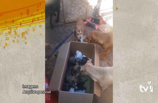 Aconteceu de novo: filhotes de cães são abandonados em Pará de Minas