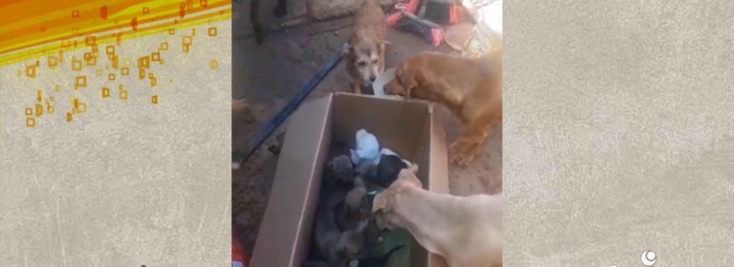 Aconteceu de novo: filhotes de cães são abandonados em Pará de Minas