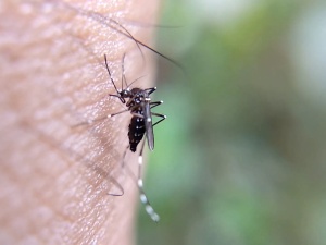Dengue impacta no número de voluntários para doação de sangue em Minas