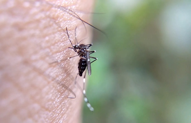 Dengue impacta no número de voluntários para doação de sangue em Minas