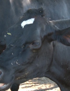 Após manifestação dos pecuaristas, Governo de Minas suspende benefícios para a importação do leite