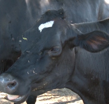 Após manifestação dos pecuaristas, Governo de Minas suspende benefícios para a importação do leite