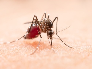 Famílias de crianças com deficiência por zika podem pedir indenização até outubro