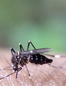 Infecção por dengue em grávidas aumenta e pode gerar riscos para a gestação