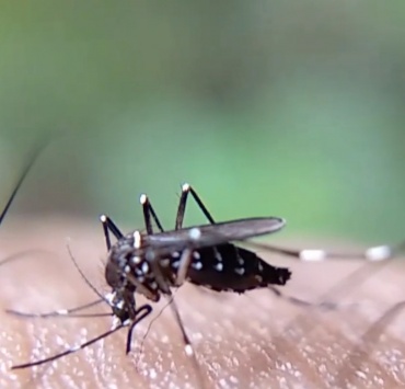 Infecção por dengue em grávidas aumenta e pode gerar riscos para a gestação
