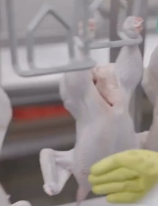 Gripe Aviária não afeta o consumo de frango e ovos em Pará de Minas