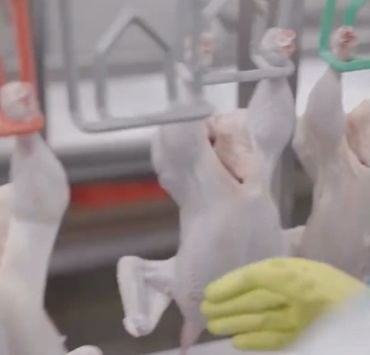 Gripe Aviária não afeta o consumo de frango e ovos em Pará de Minas