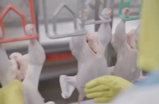 Gripe Aviária não afeta o consumo de frango e ovos em Pará de Minas