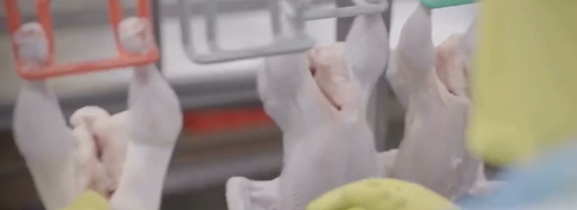 Gripe Aviária não afeta o consumo de frango e ovos em Pará de Minas