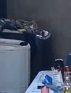 Polícia Militar apura caso de maus-tratos contra cachorro em São José da Varginha