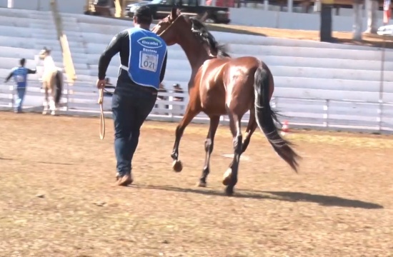 Exposição do Cavalo Campolina será promovida em breve no Chicão