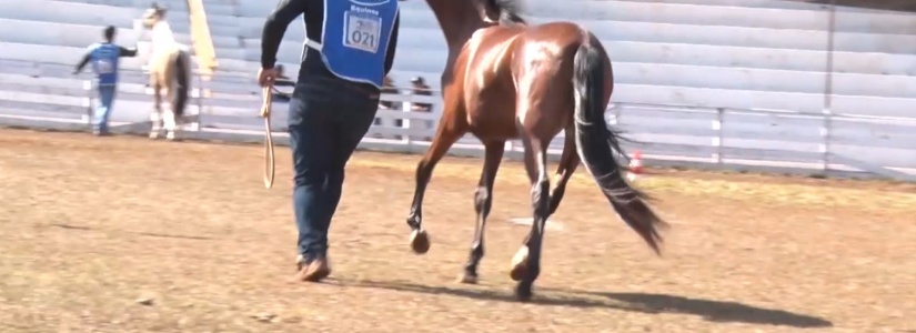 Exposição do Cavalo Campolina será promovida em breve no Chicão