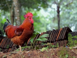 Após casos confirmados de Gripe Aviária em Mateus Leme, Governo de Minas decreta situação de emergência no Estado