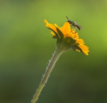 A importância das abelhas para o meio ambiente