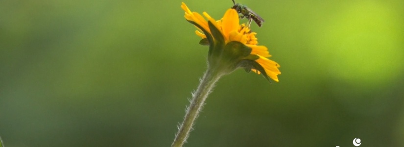A importância das abelhas para o meio ambiente
